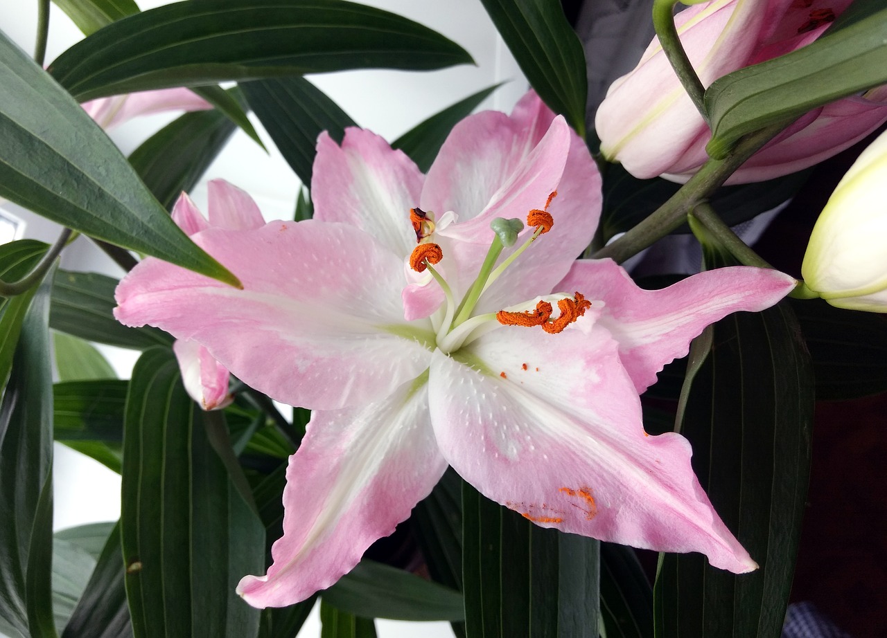 lily  plant  nature free photo