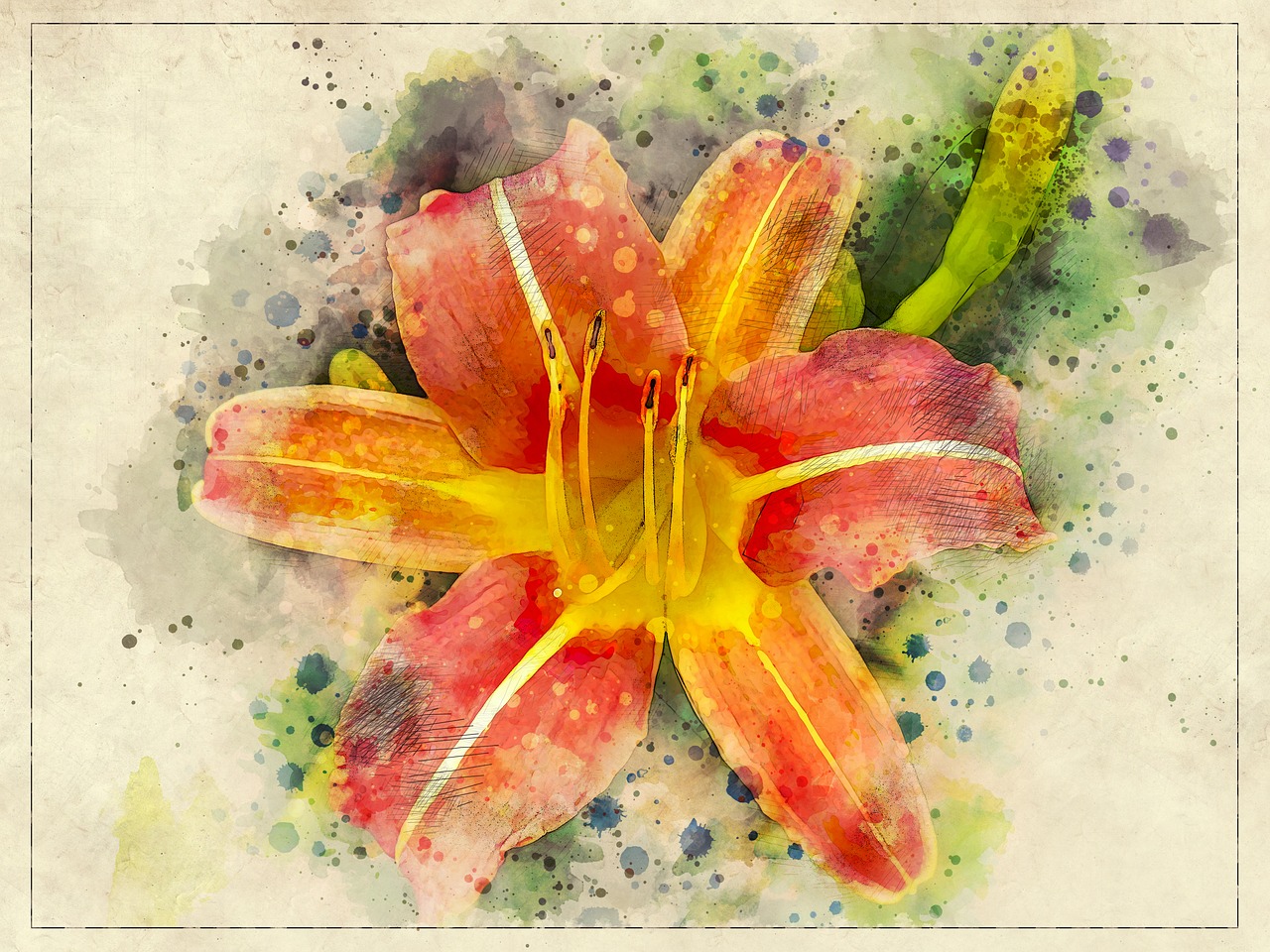 lily  orange  flower free photo