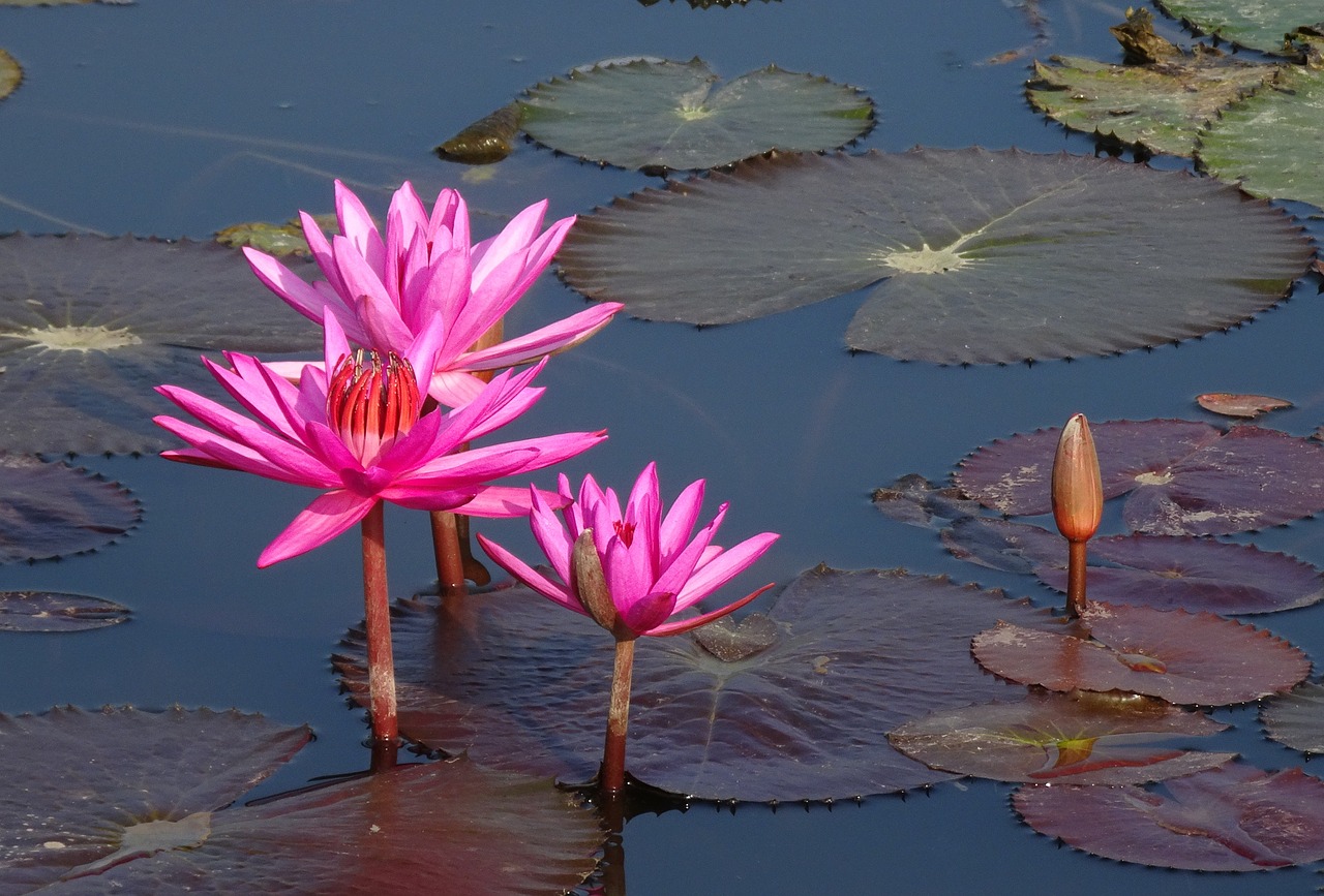 lily  flower  red water lily free photo