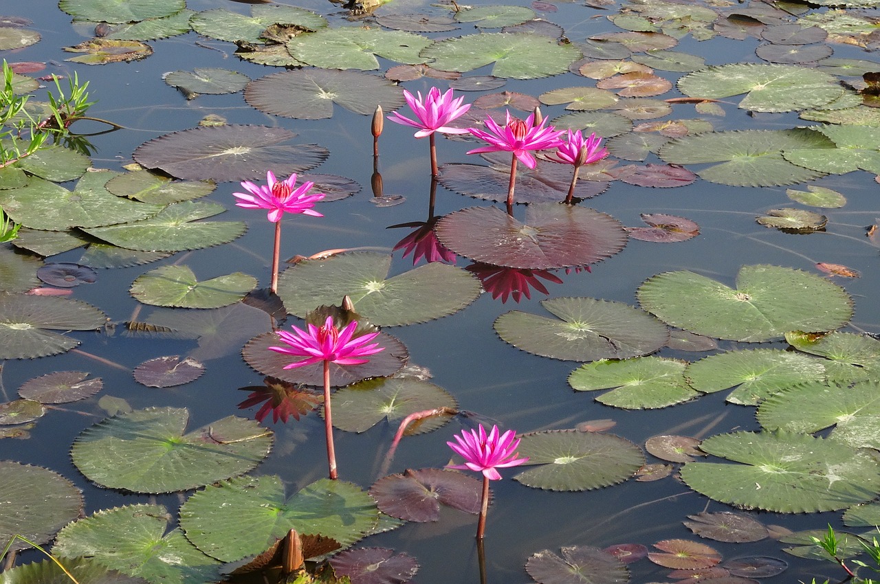 lily  flower  red water lily free photo