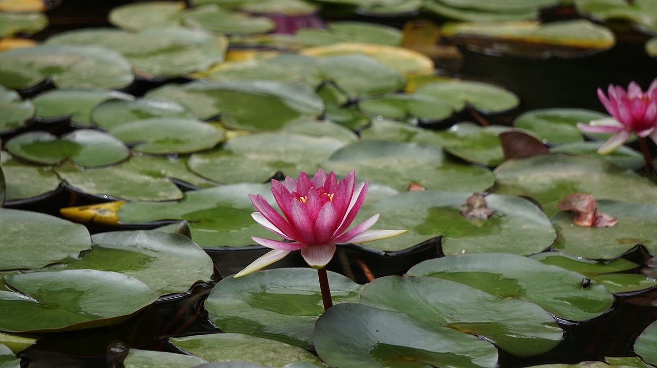 lily  water  flower free photo