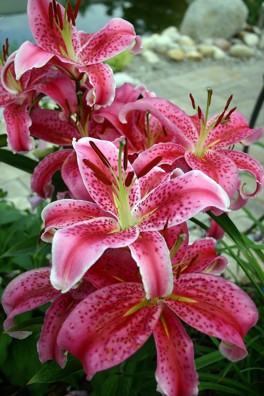 lily  flower  blossomed free photo