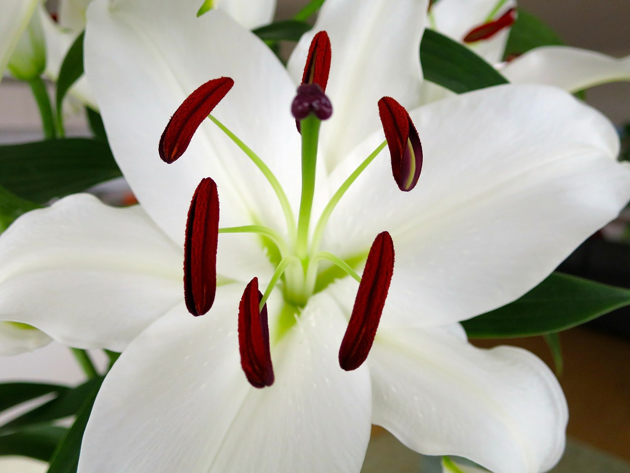 lily flower white free photo