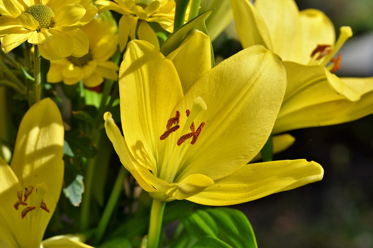 lily  blossom  bloom free photo