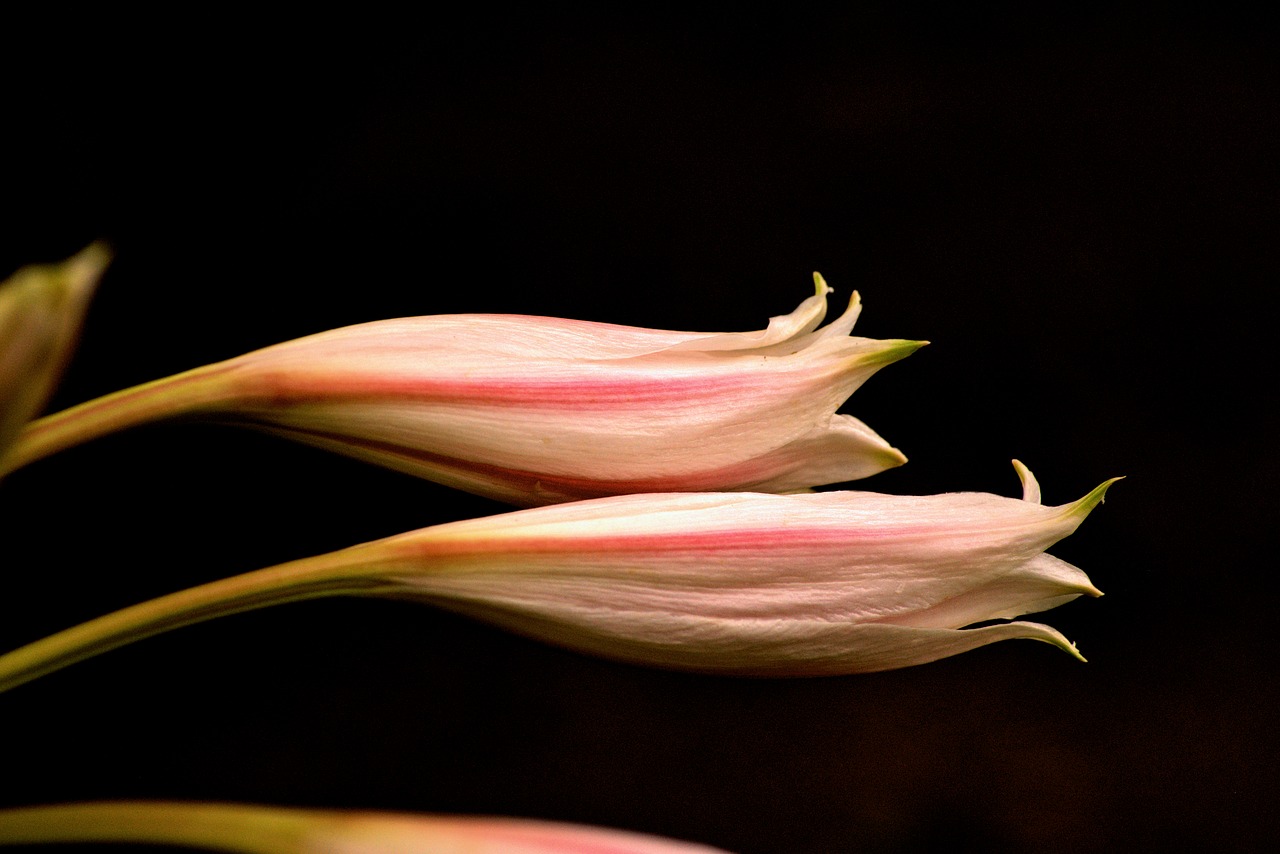 lily  flower  nature free photo