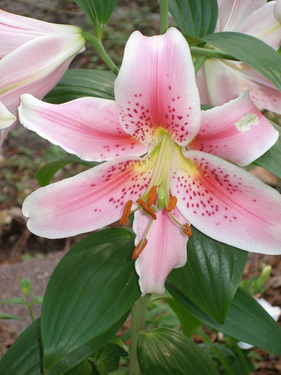 lily flower asian lily free photo