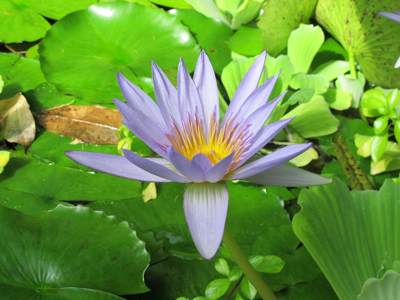 lily  lilac lily  water lily free photo