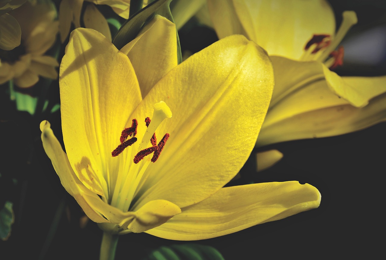 lily  blossom  bloom free photo