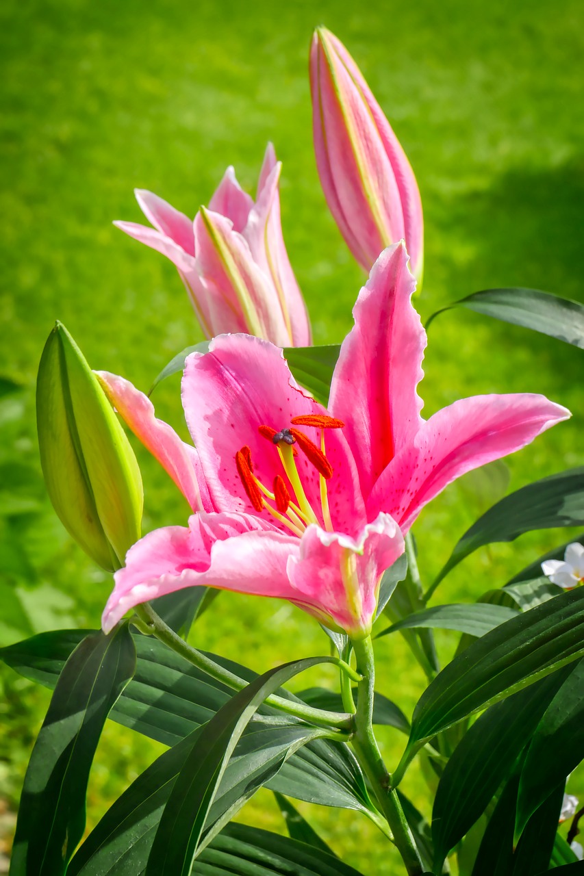 lily  flower  blossom free photo