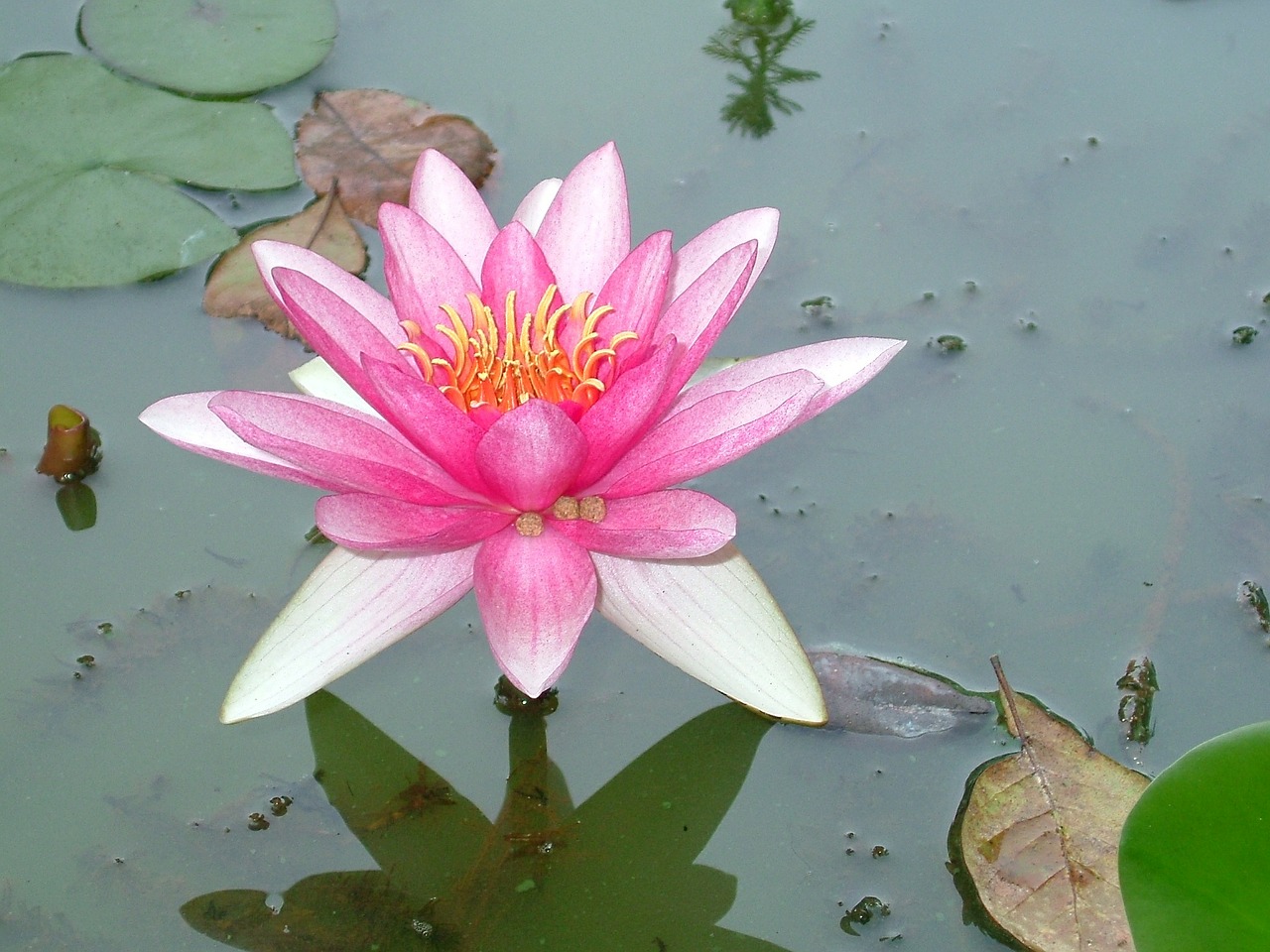 lily pink blossom free photo