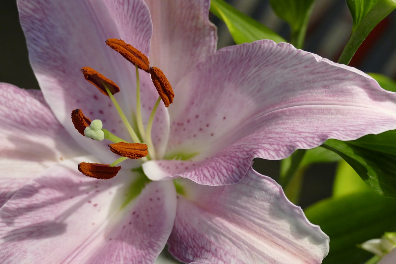 lily  flower  bloom free photo