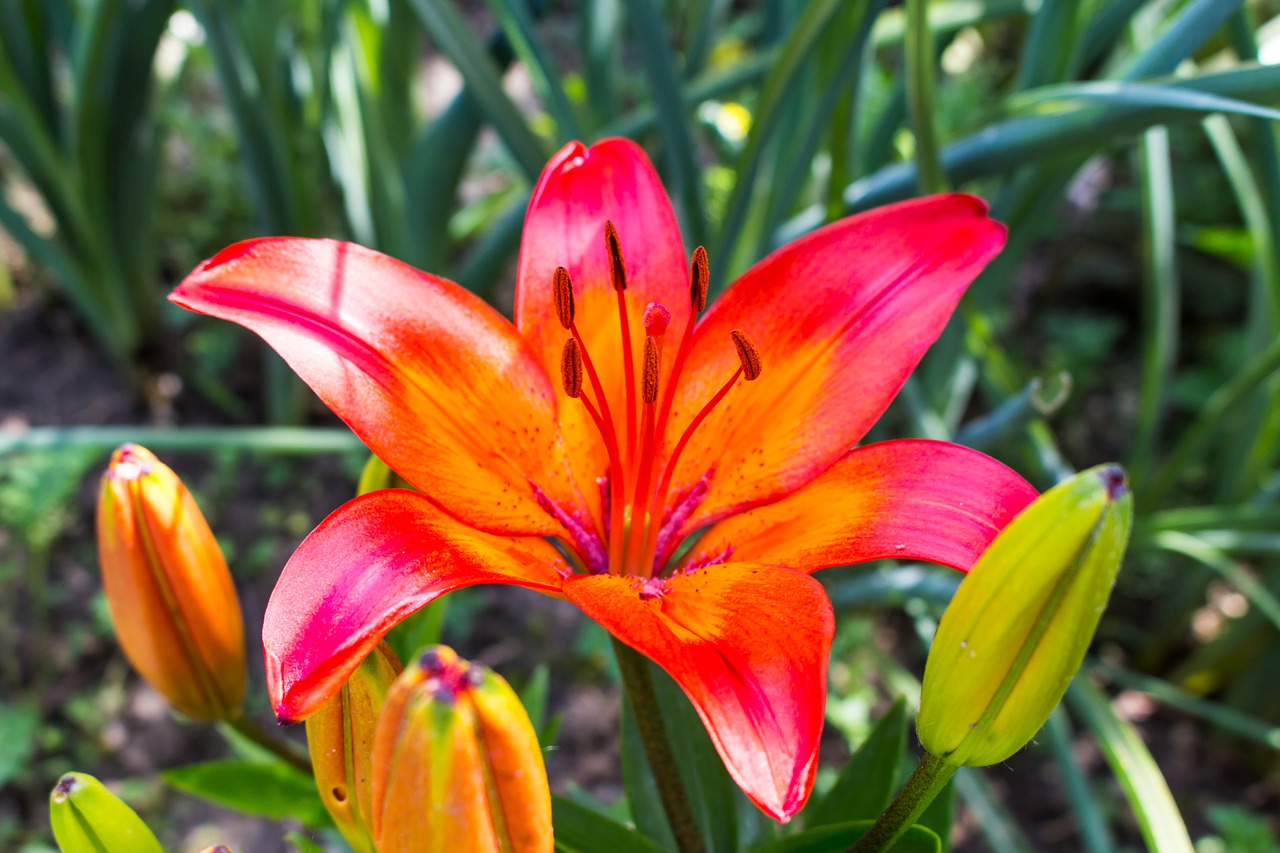 lily  bloom  blossom free photo