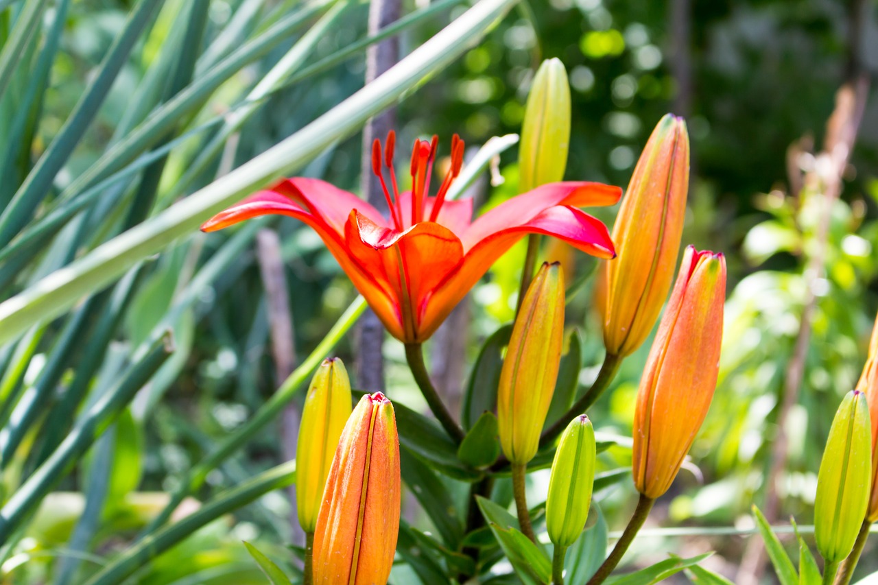 lily  flower  nature free photo