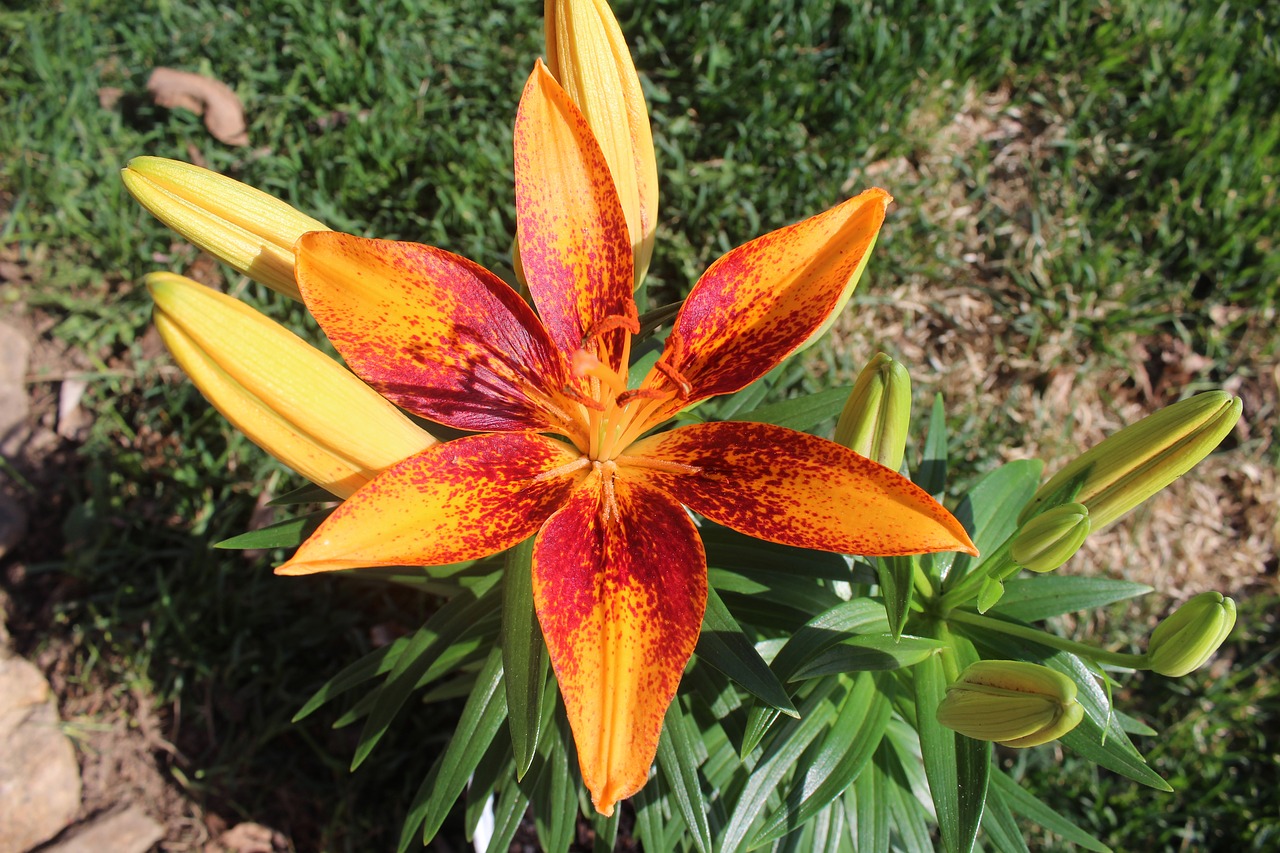 lily  orange  spotted free photo