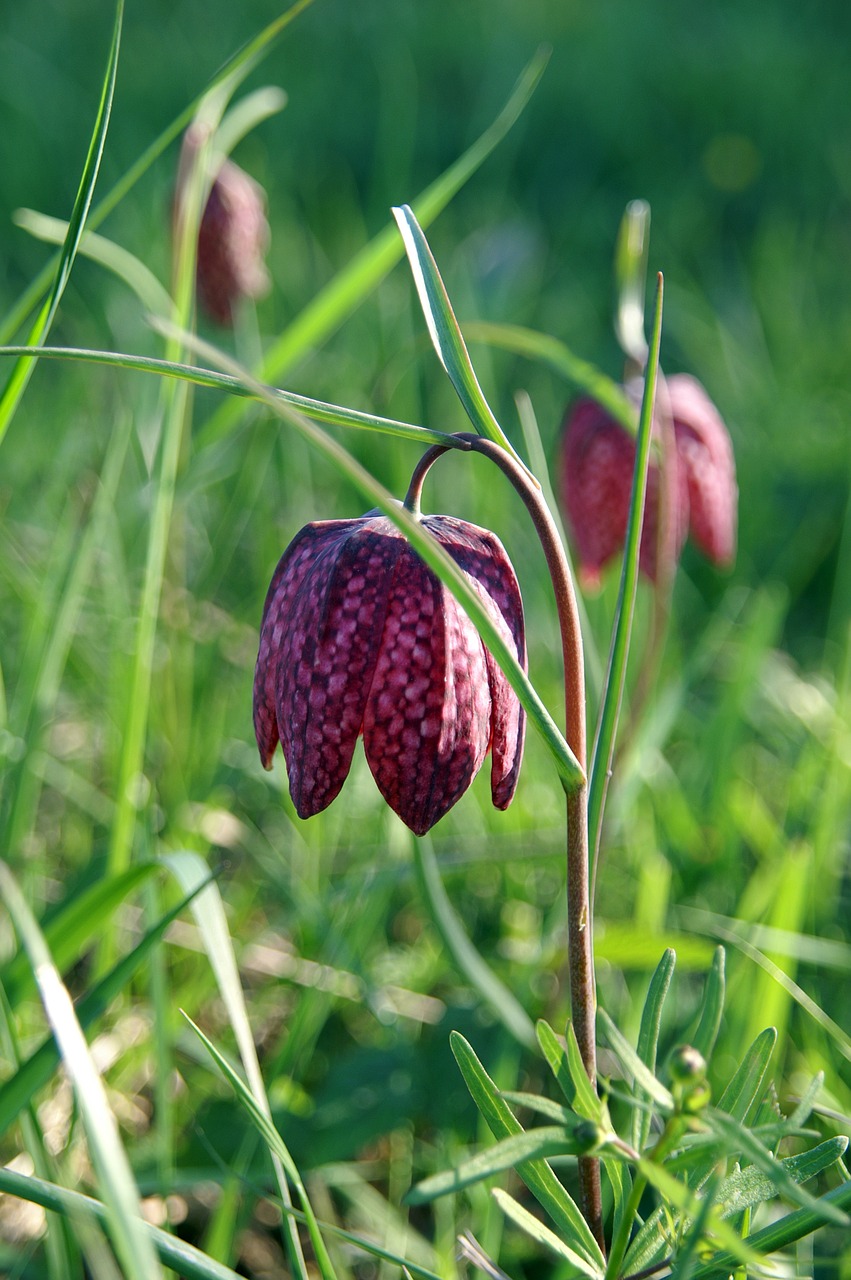 lily  king's meadow lily  fritillaria meleagris free photo
