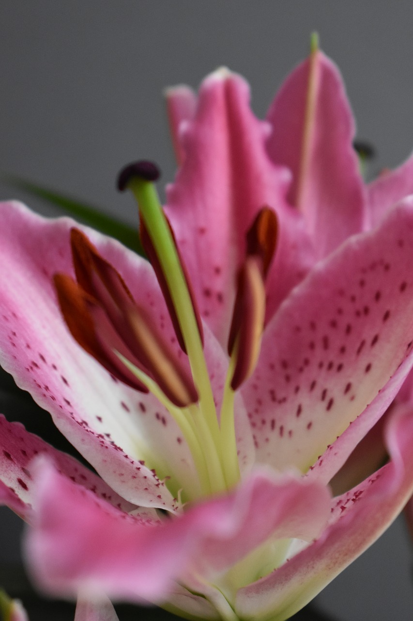 lily  blossom  bloom free photo