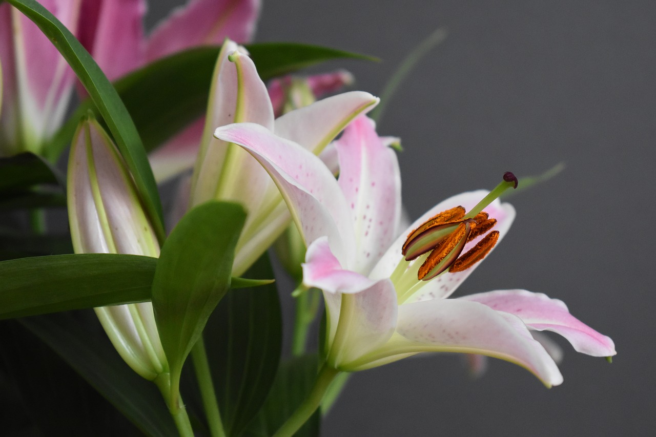 lily  flowers  blossom free photo