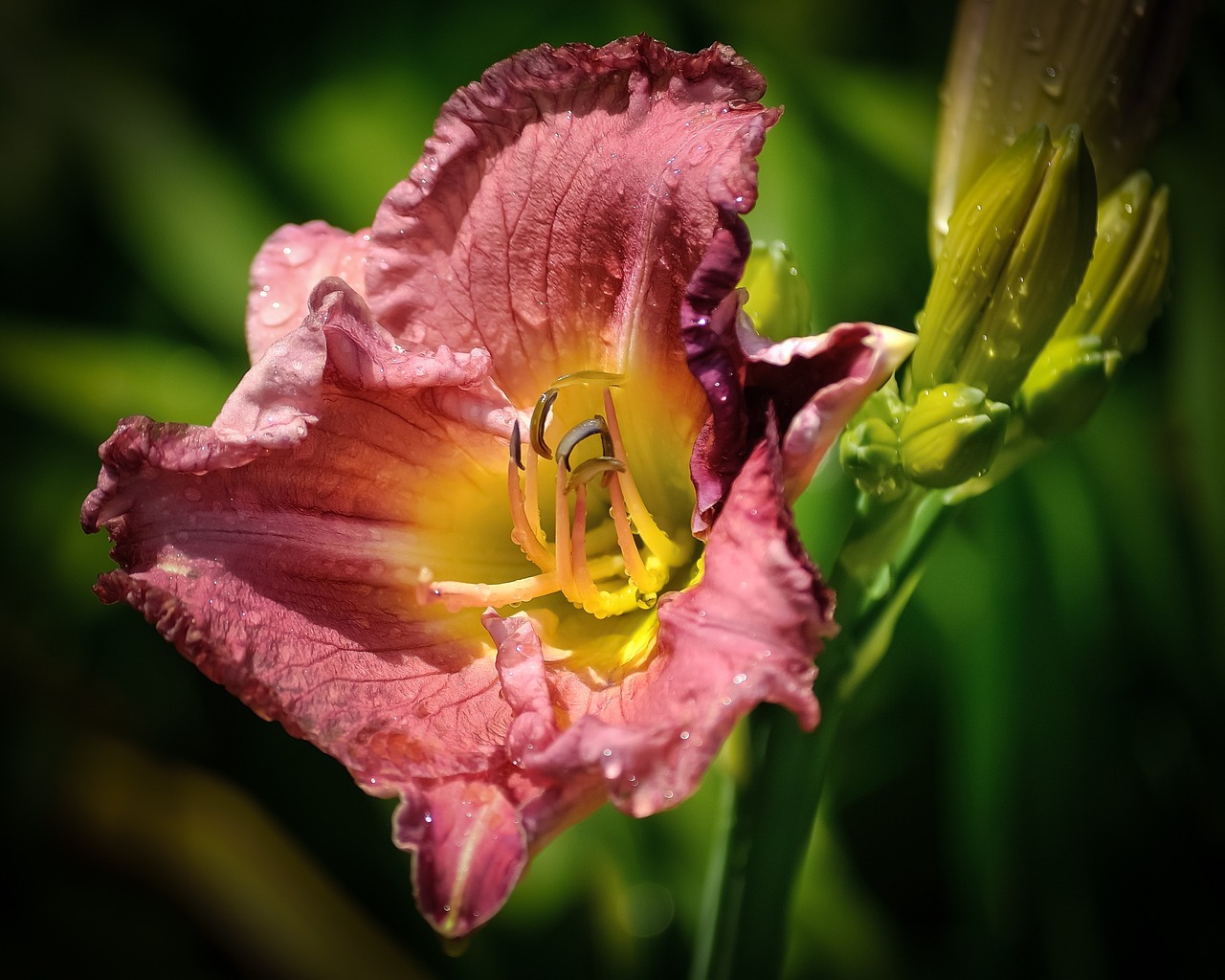 lily flower purple free photo