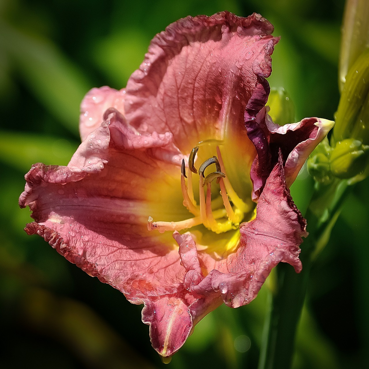 lily flower purple free photo