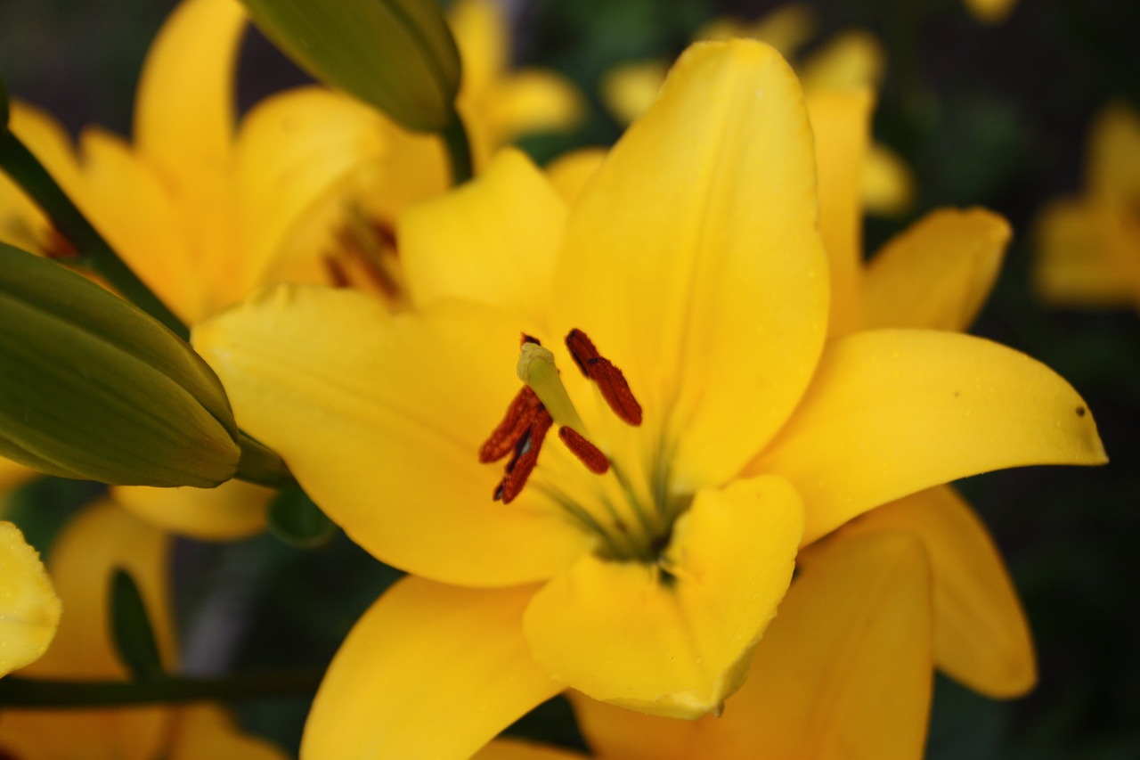 lily  flowers  bloom free photo