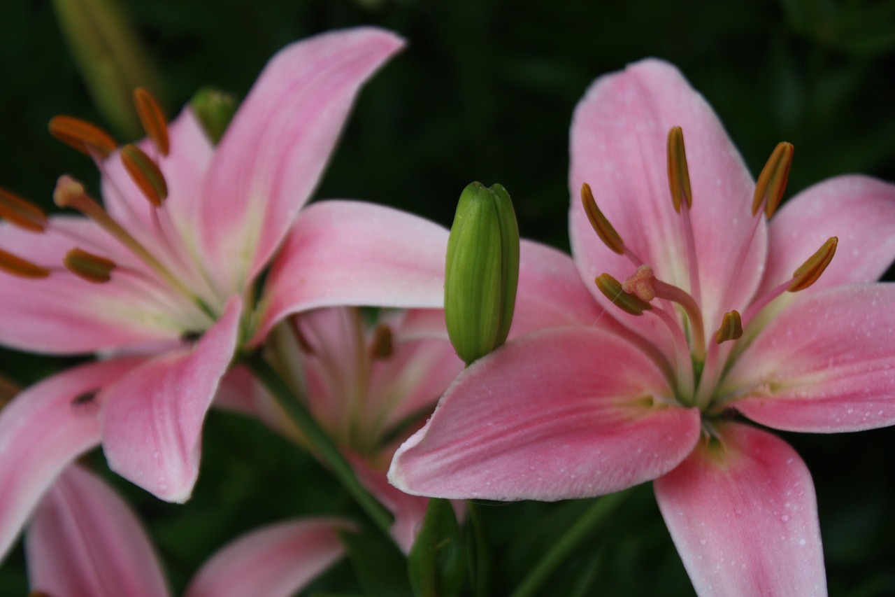 lily  flowers  bloom free photo