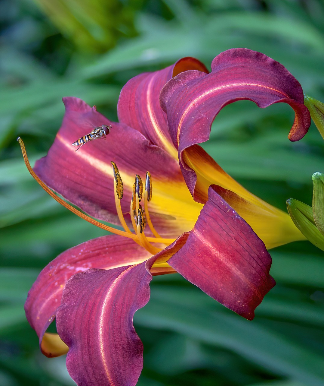 lily  flower  hoverfly free photo