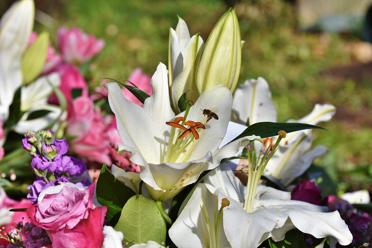 lily  blossom  bloom free photo