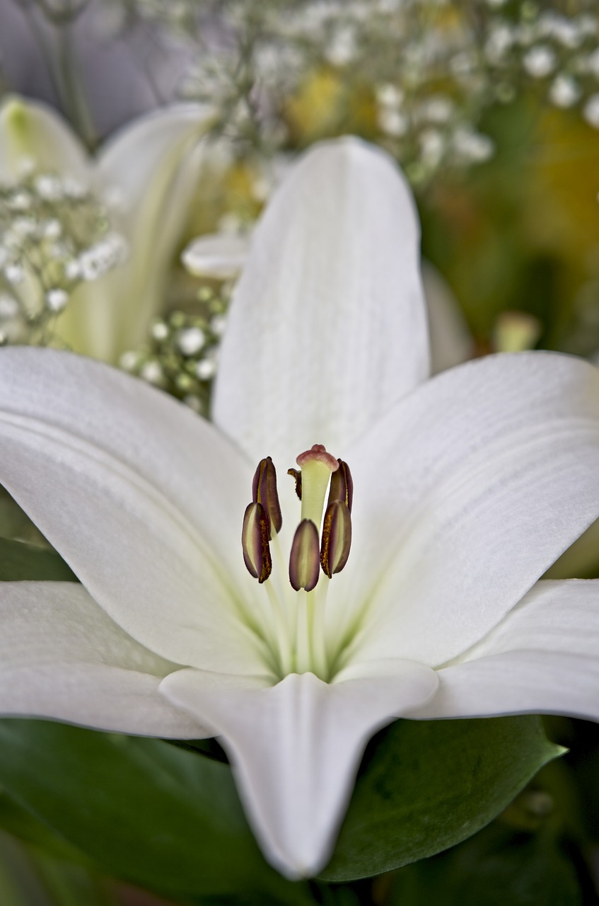 lily  asiatic lily  white free photo