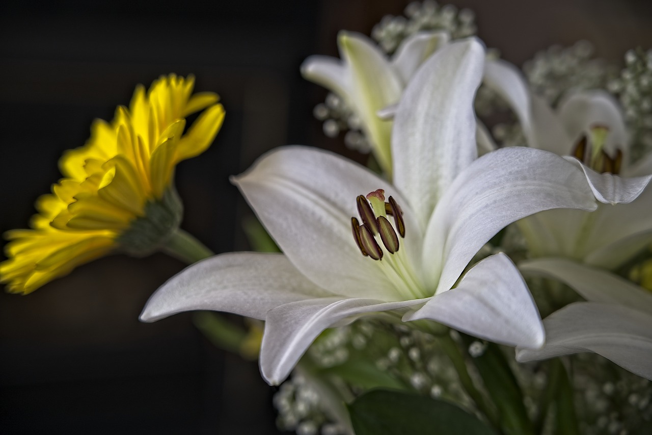 lily  white  pistil free photo