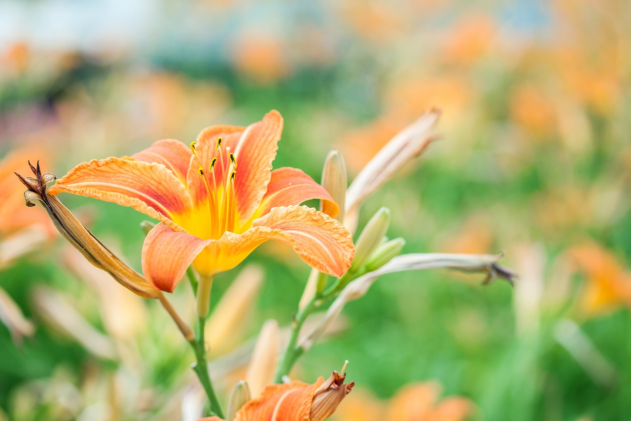 lily  flowers  flower free photo