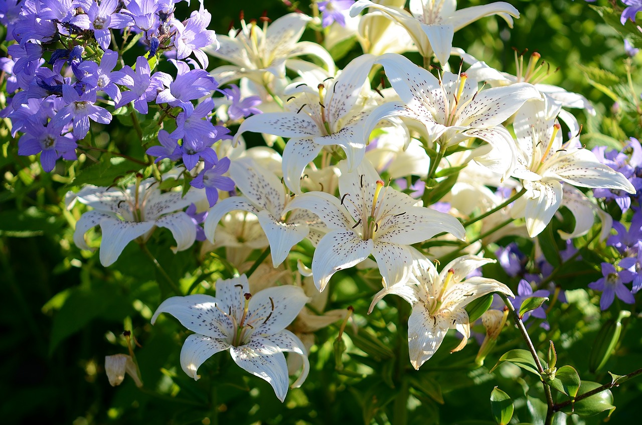 lily flower white free photo