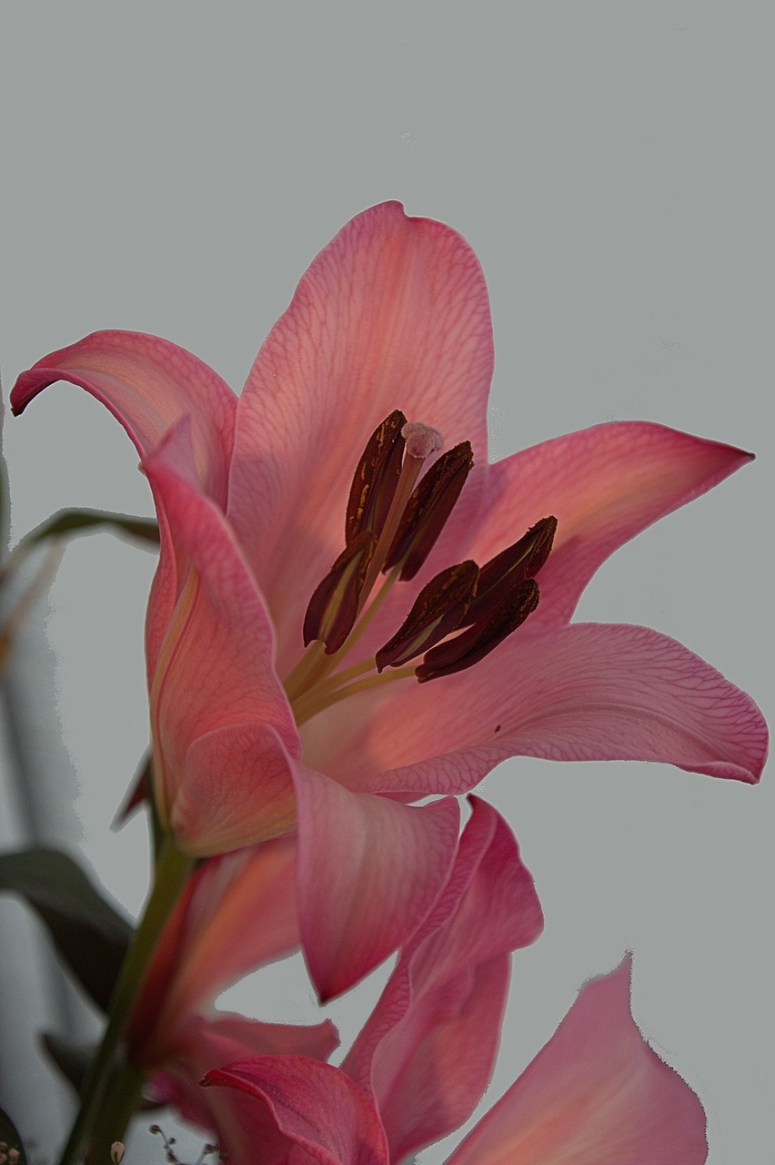 lily  flowers  pink free photo