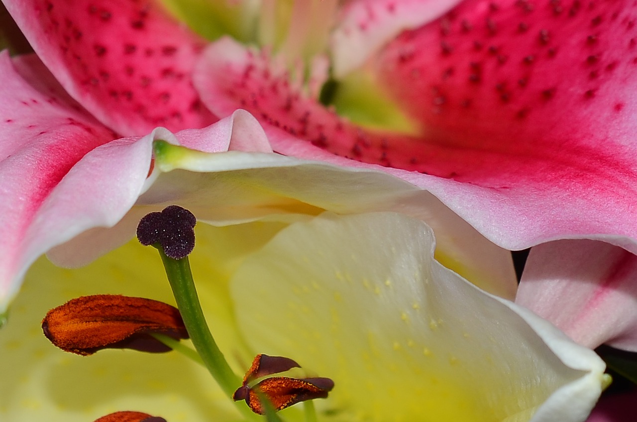 lily  flower  garden free photo