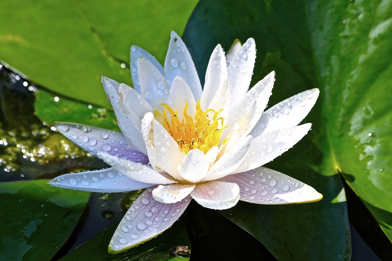 lily  flower  pond free photo