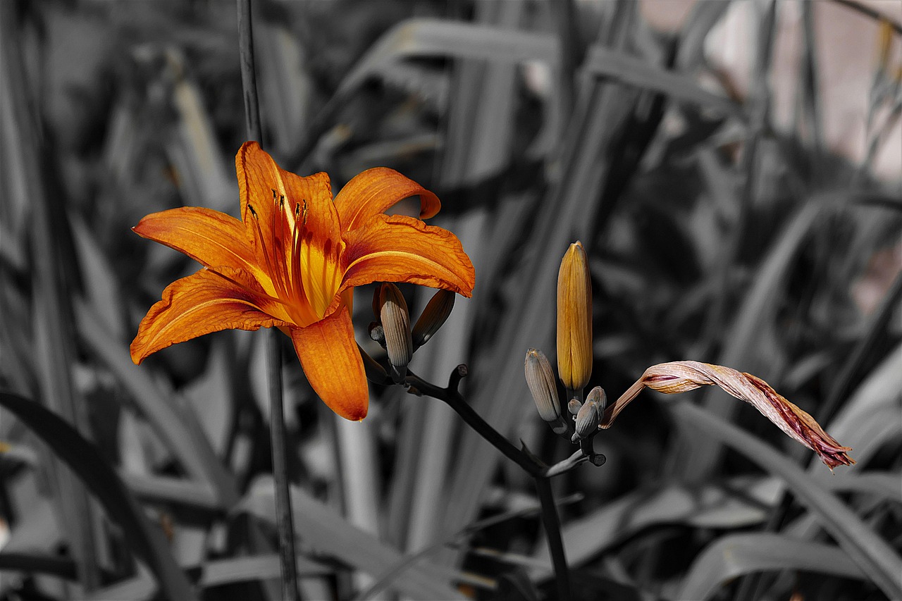 lily  blossom  bloom free photo