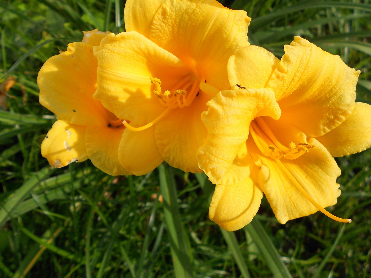 lily daylily yellow free photo