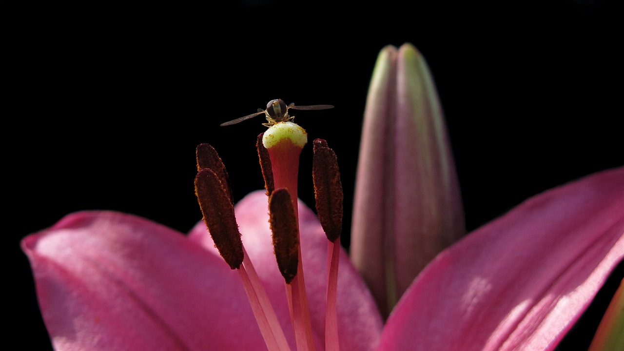 lily  stamp  pollen free photo