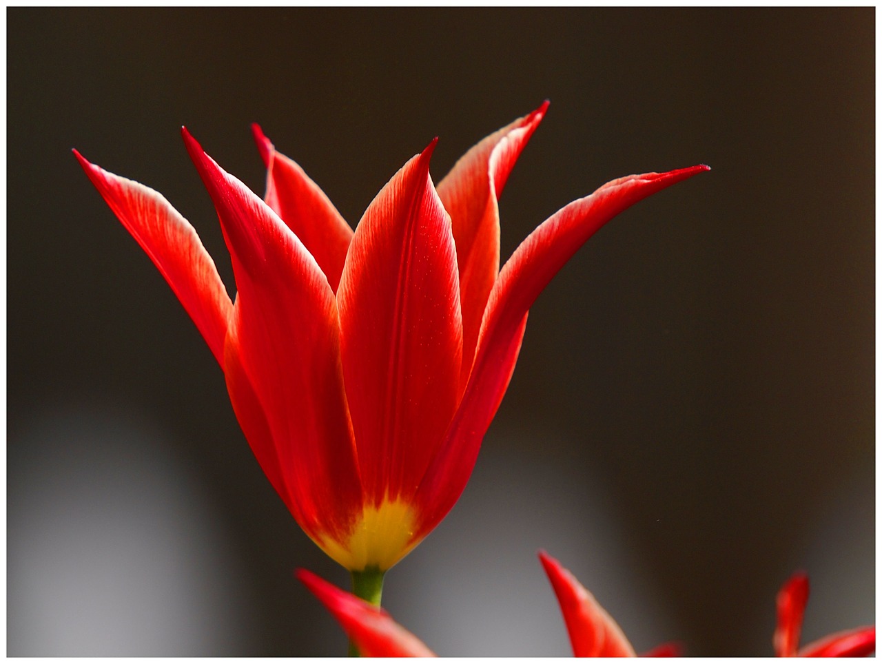 lily red flower free photo