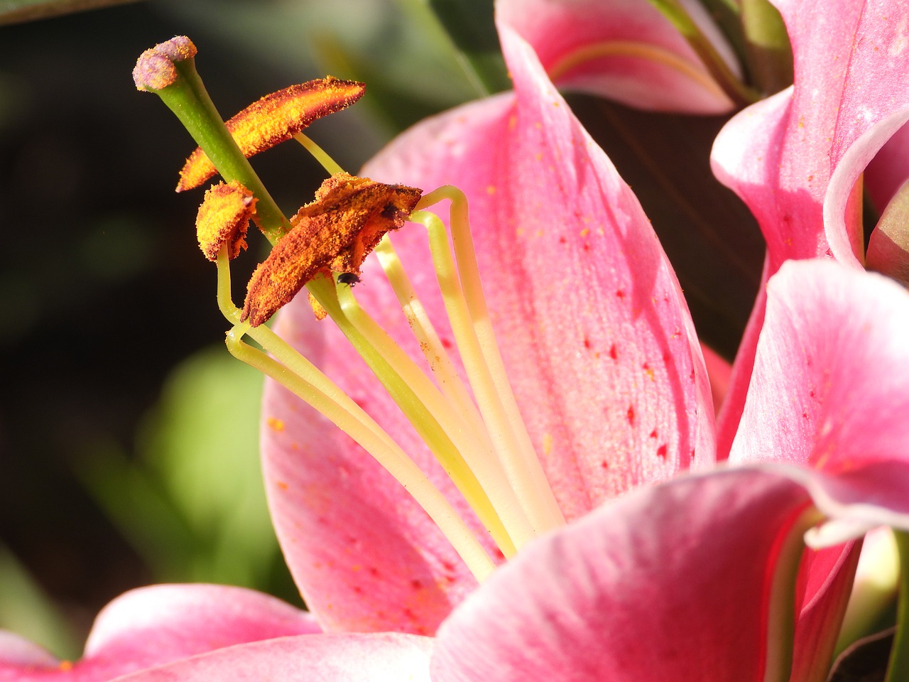 lily  stamens  flower free photo