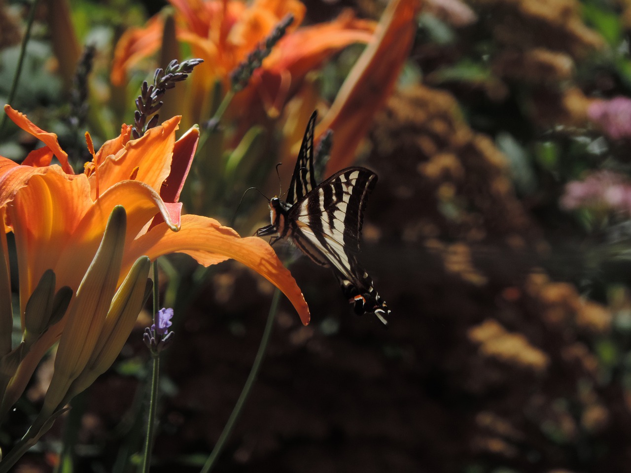 lily  outdoor  orange free photo