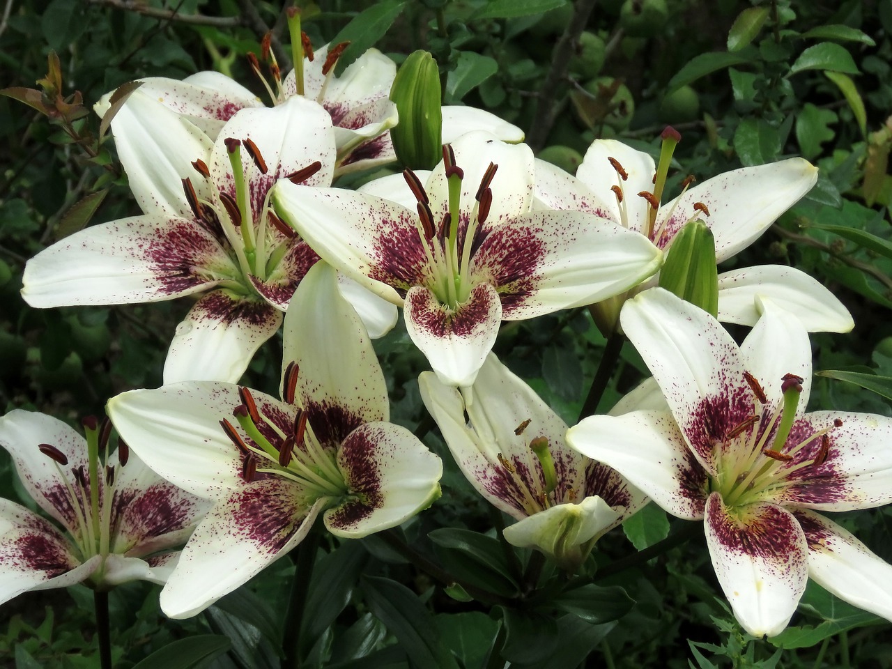 lily  flowers  bloom free photo