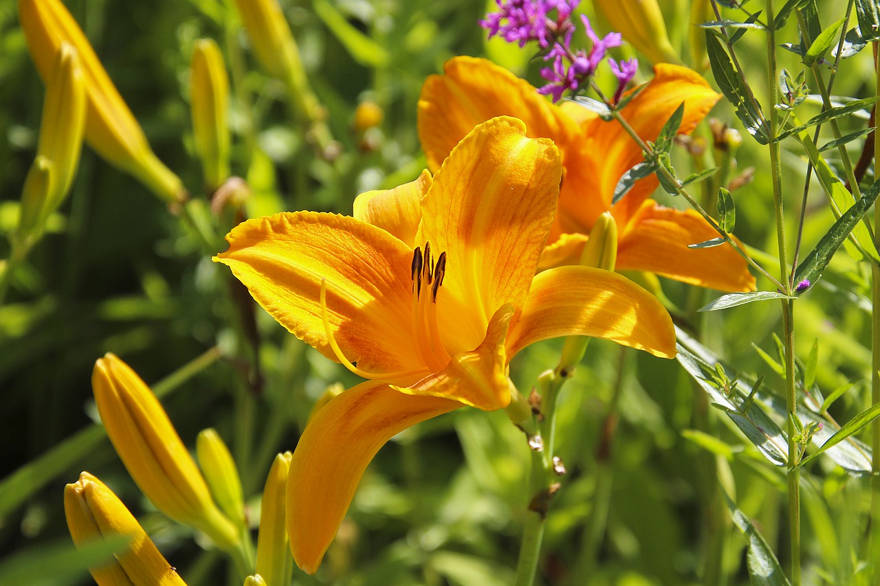 lily  plant  flower free photo