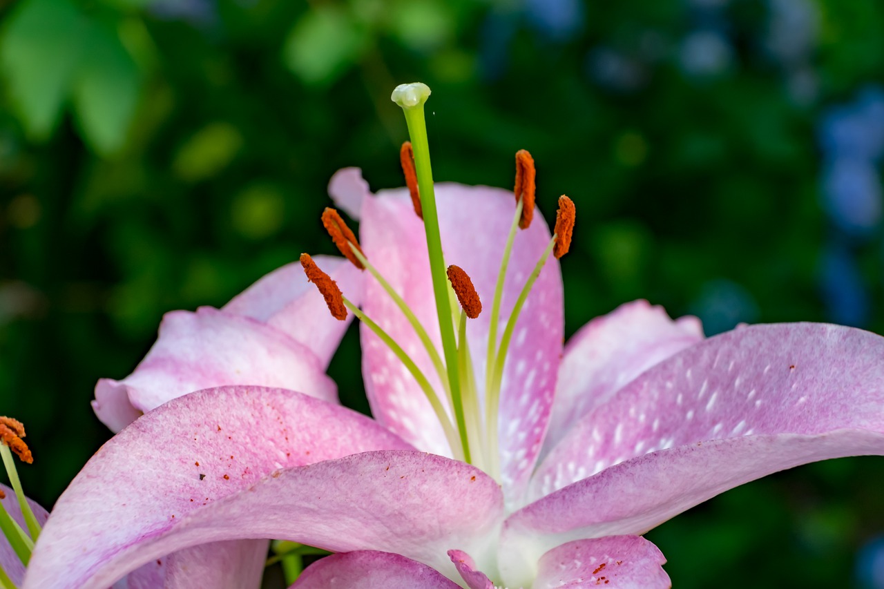 lily  flower  garden free photo