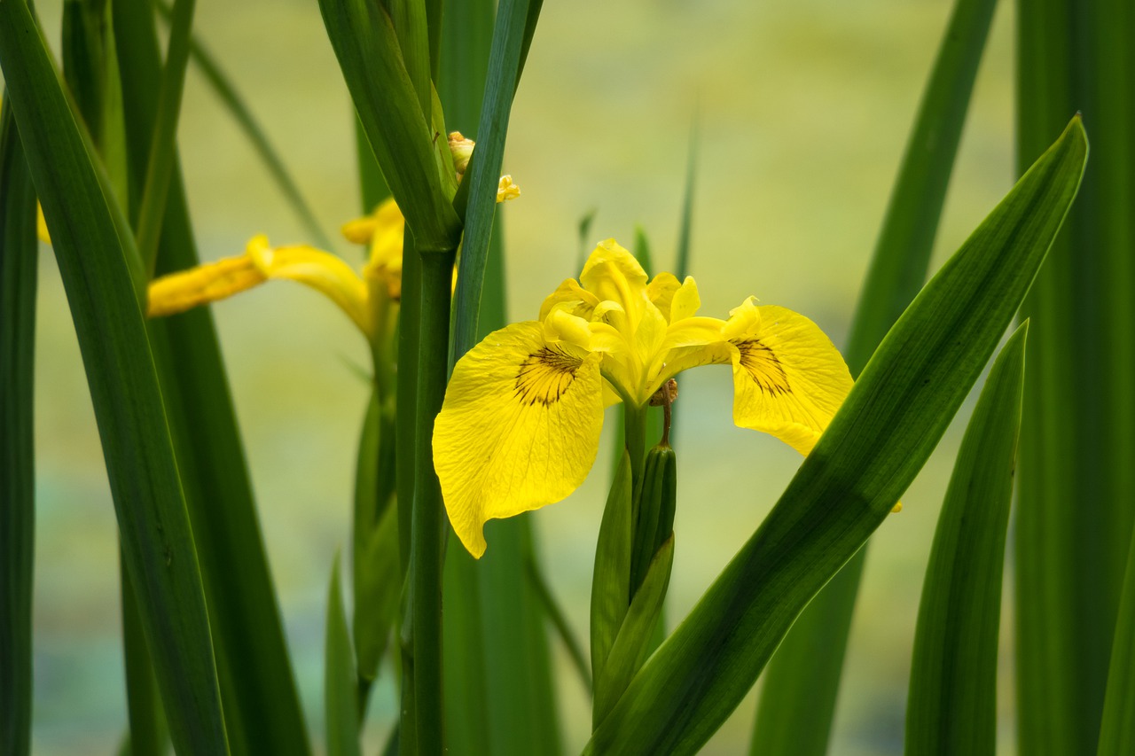 lily  iris  water-the sword lily free photo