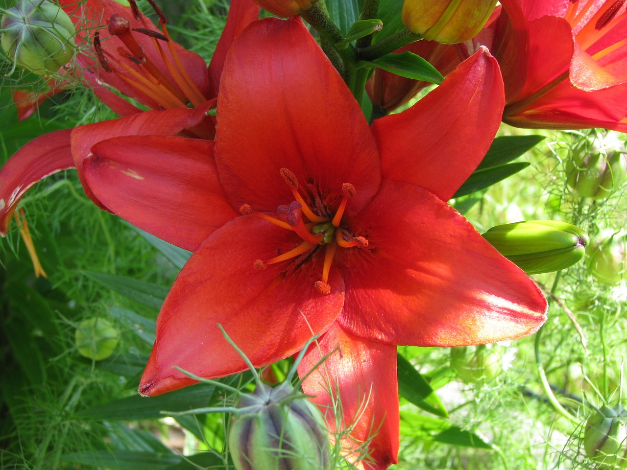 lily flower red free photo