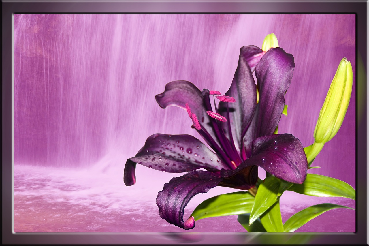lily purple waterfall free photo