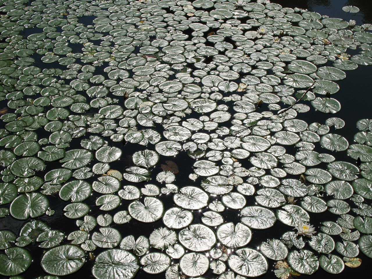 lily pond water free photo