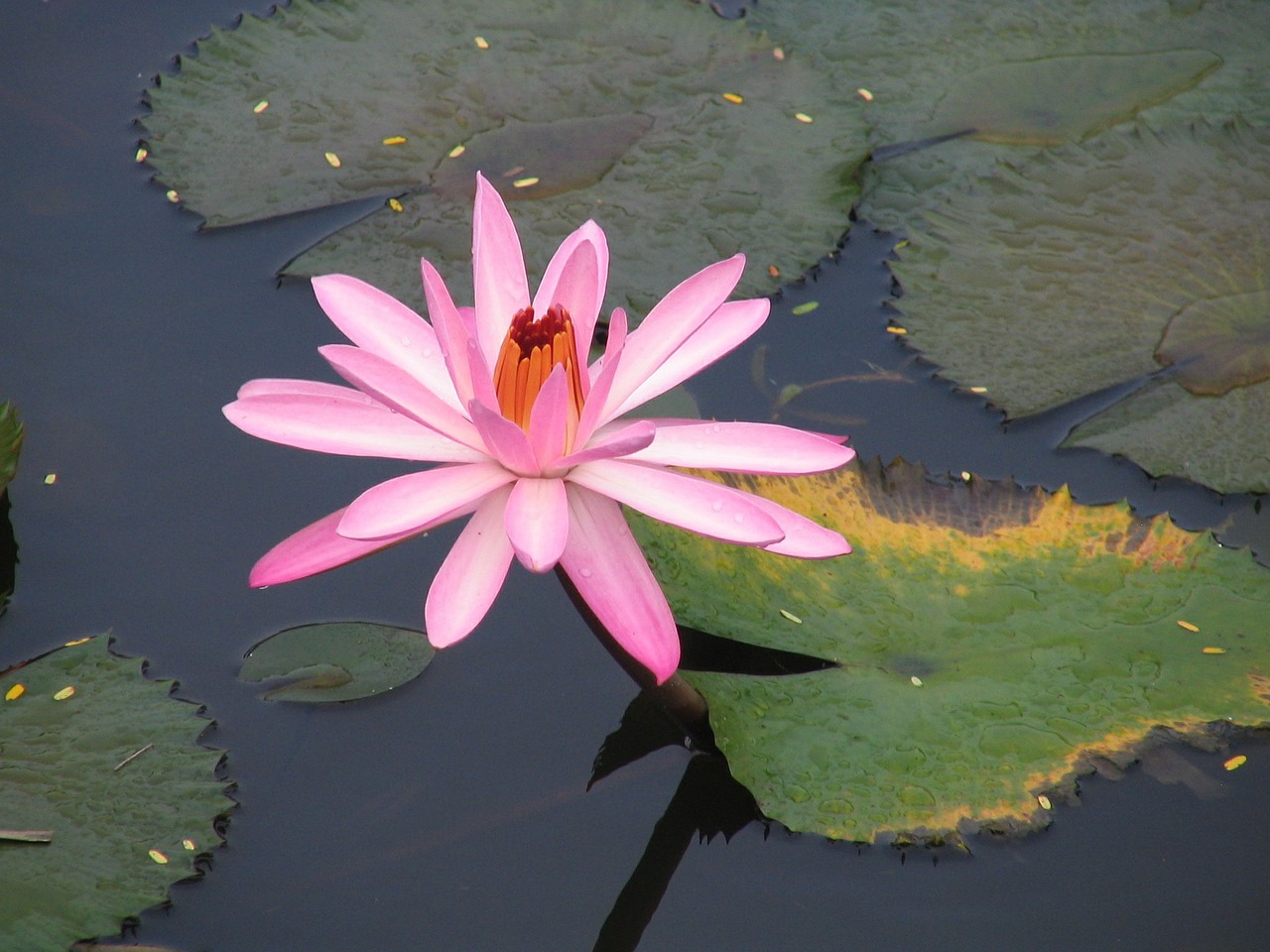 lily pink bloom free photo