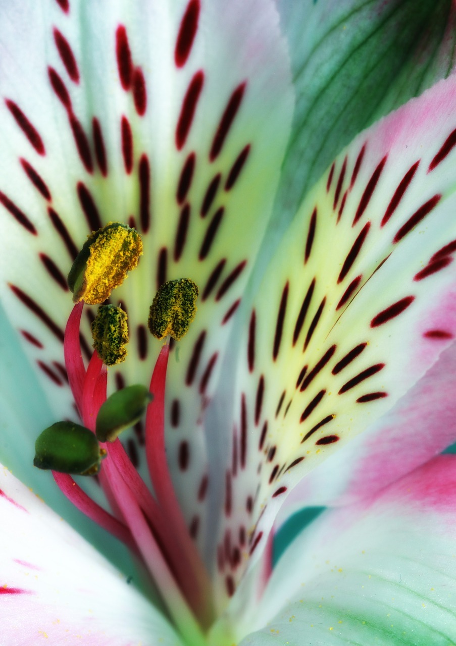 lily stamens pollen free photo