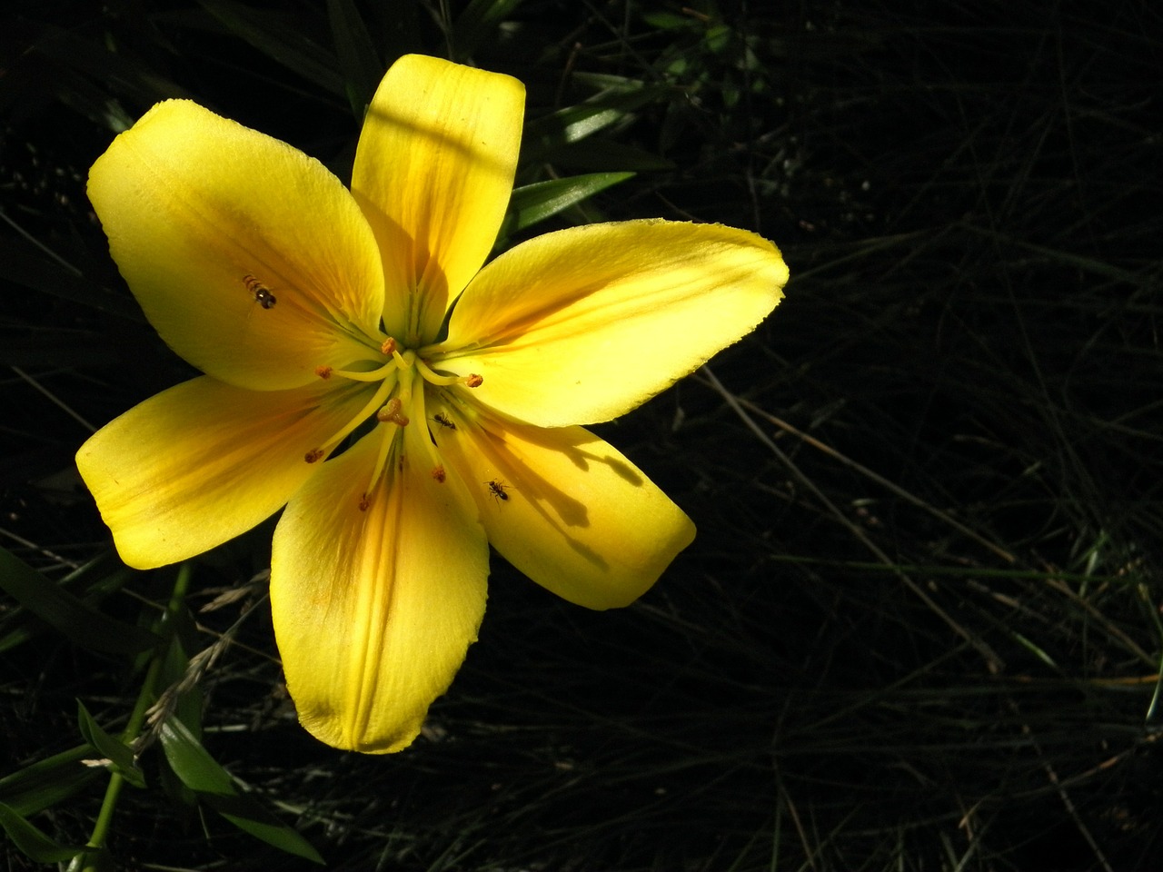 lily flower garden flower free photo